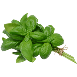 Basil